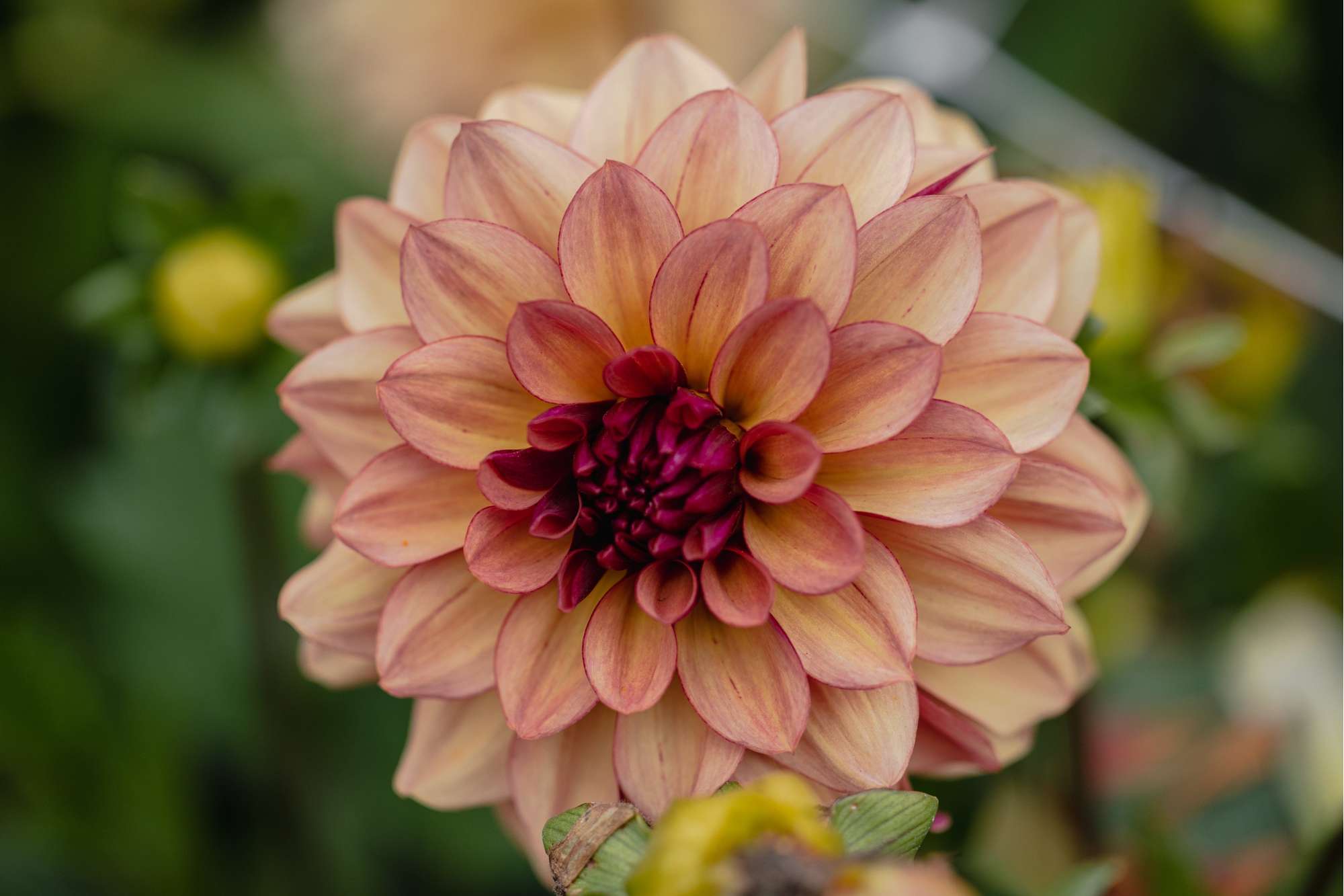 Dahlia 'Creme de Cognac'